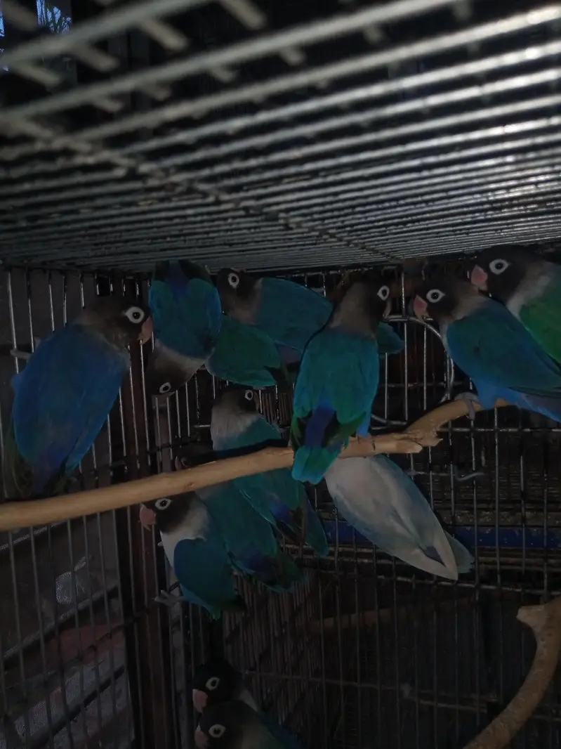 Lovebird Pairs Available — photo 4