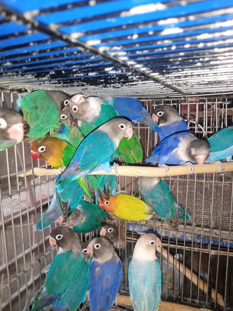 Lovebird Pairs Available — photo 5