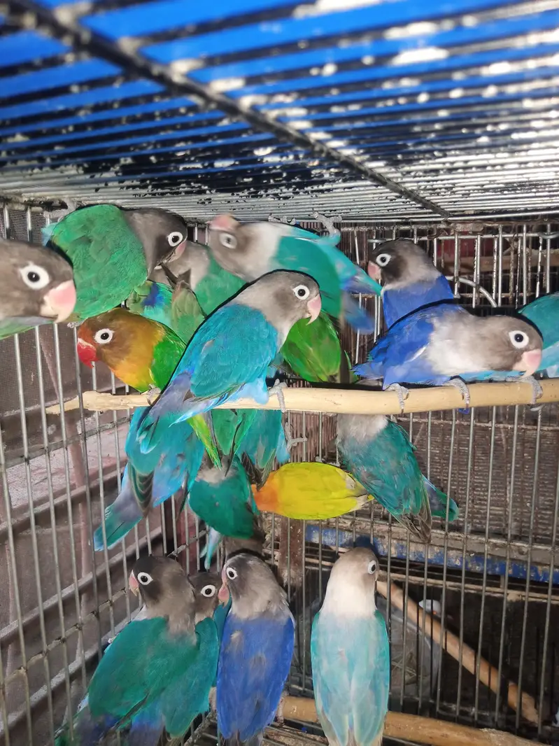 Lovebird Pairs Available — photo 7