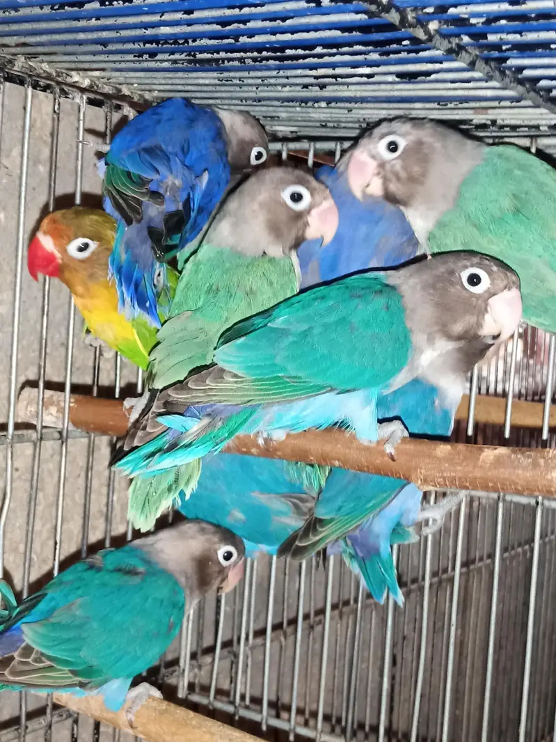 Lovebird Pairs Available — photo 8