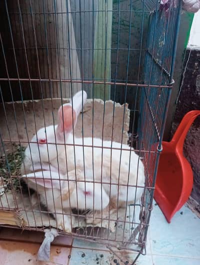 one pair rabit full active