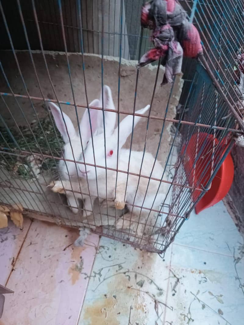 one pair rabit full active 1
