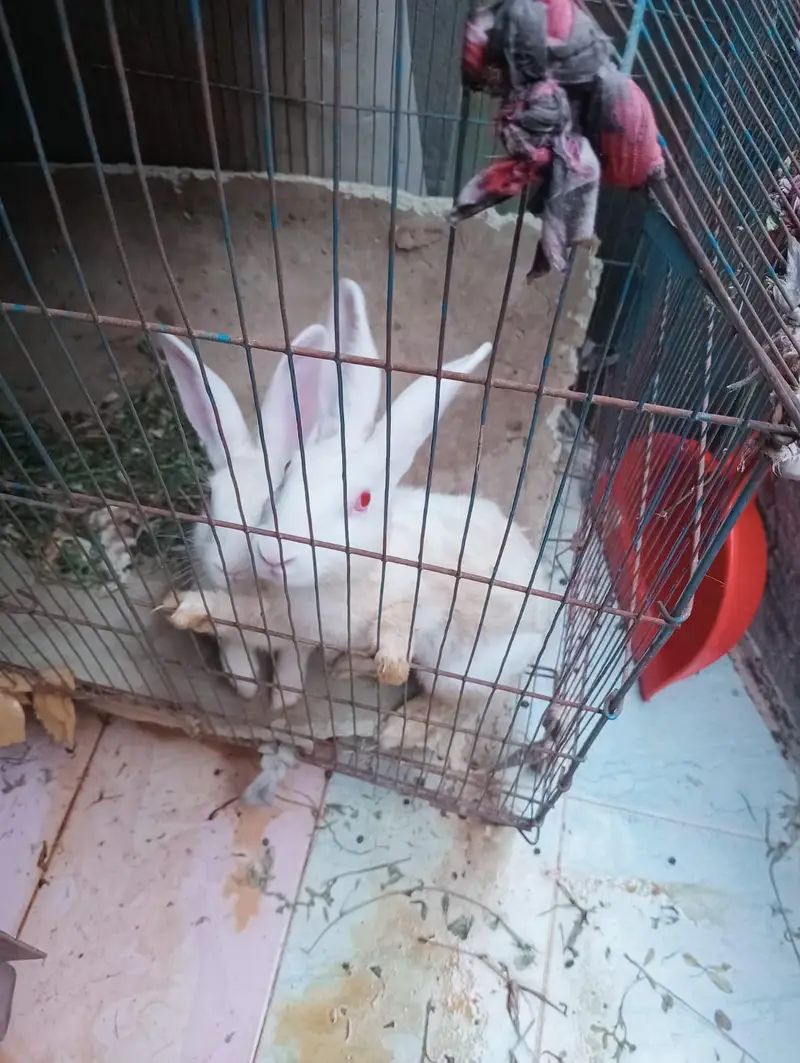 one pair rabit full active — photo 2