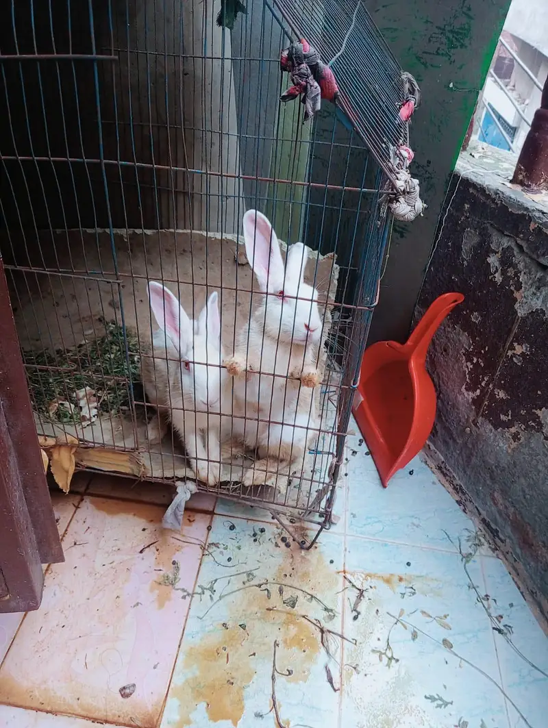 one pair rabit full active — photo 3