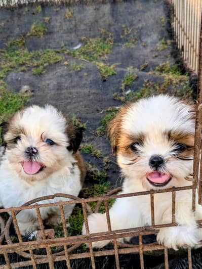 Shitzu Female Puppy
