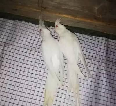 eno red eye pair
