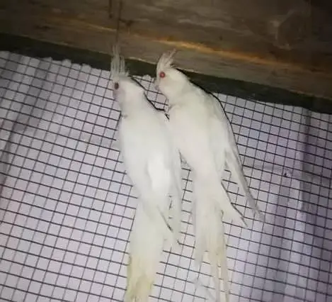 eno red eye pair