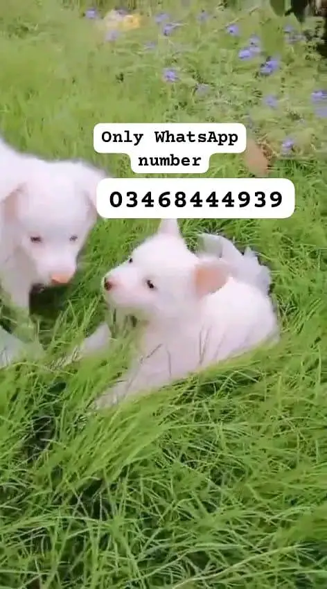 Russian dog for sale tasveer ke upar number WhatsApp per raabta karo