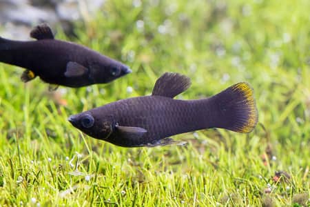 1 pair of Black Molly and Goldfish