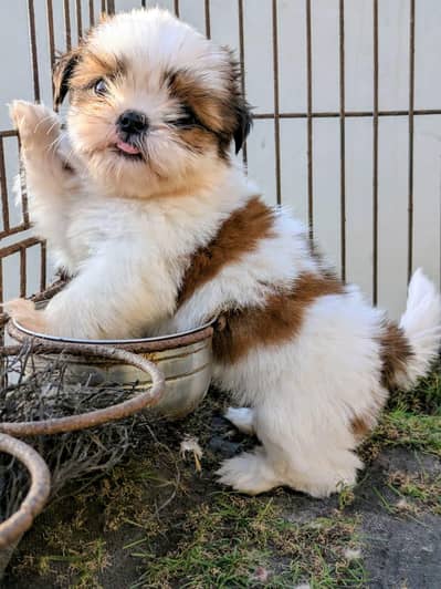 Shitzu Female Puppy