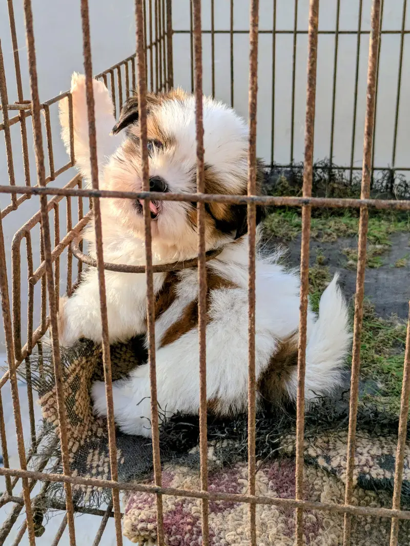 Shitzu Female Puppy — photo 2