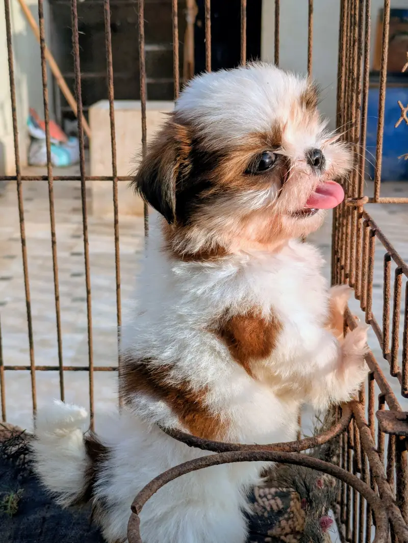 Shitzu Female Puppy — photo 3