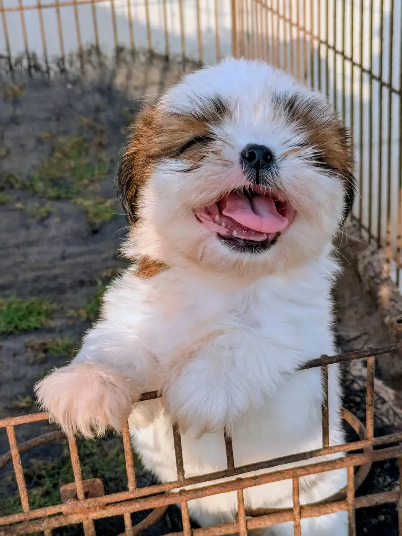 Shitzu Female Puppy — photo 4