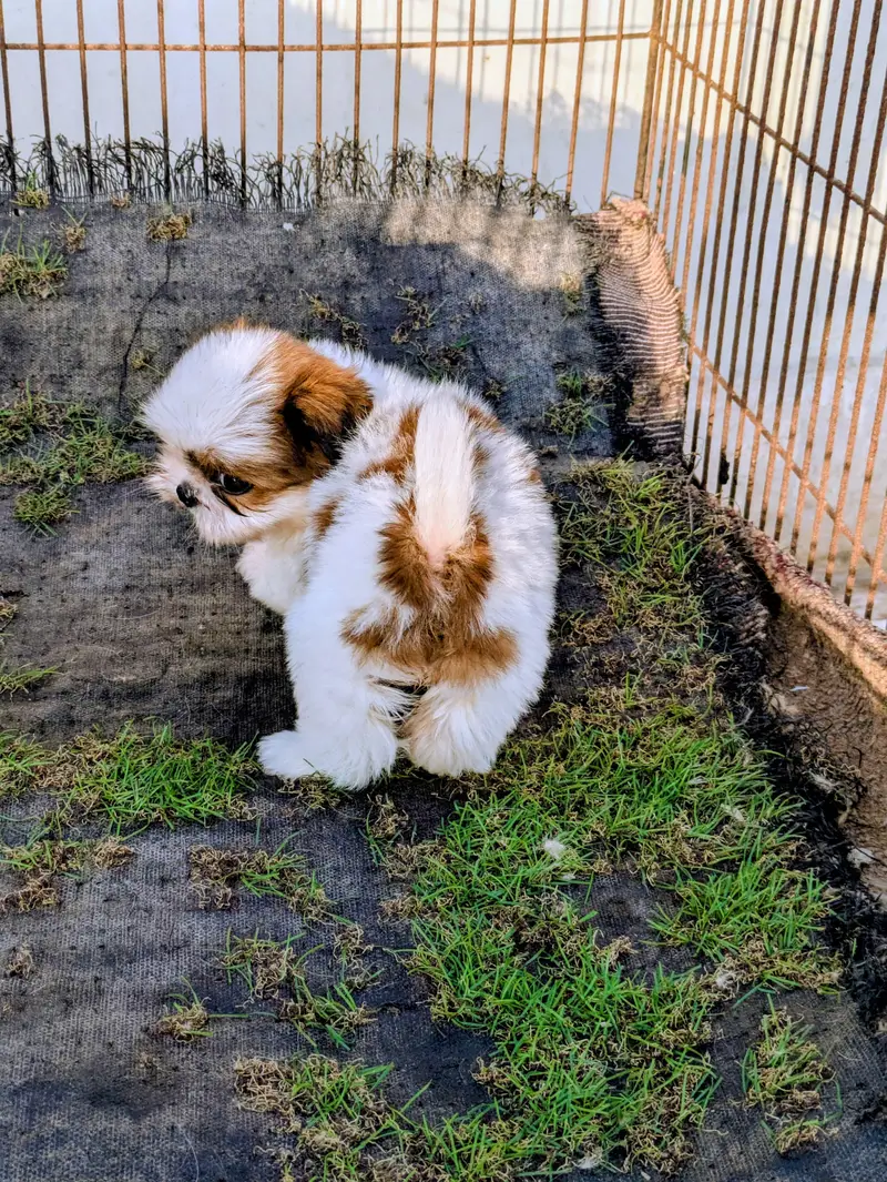 Shitzu Female Puppy — photo 5