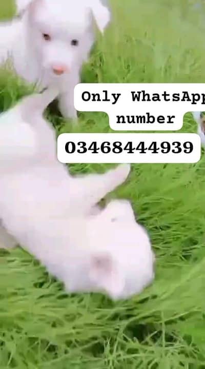Russian dog for sale tasveer ke upar number WhatsApp per raabta karo