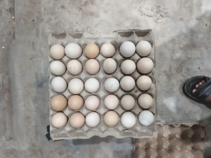 Golden desi eggs — photo 2