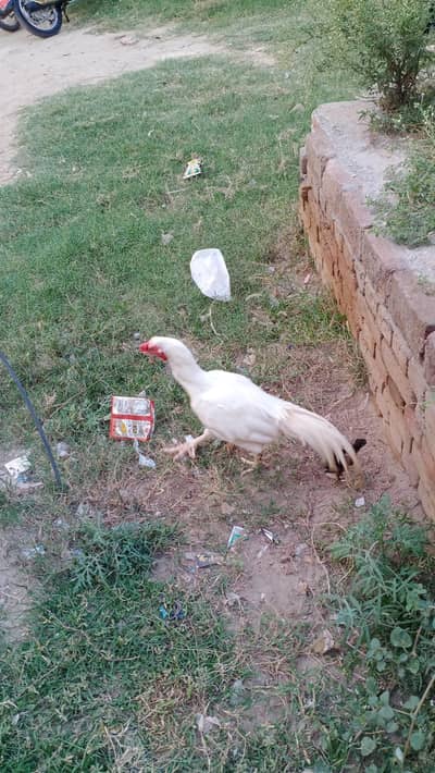 heera aseel