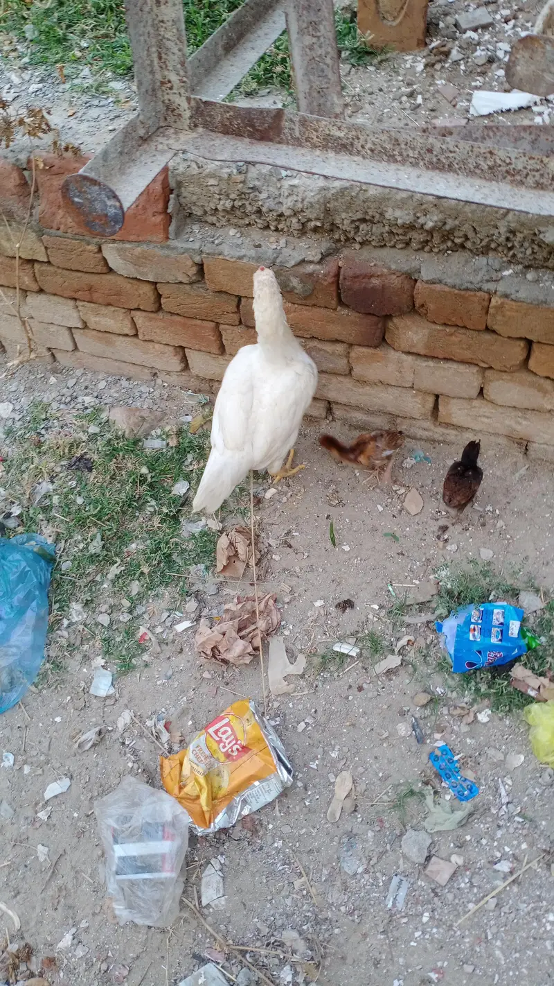 heera aseel — photo 2