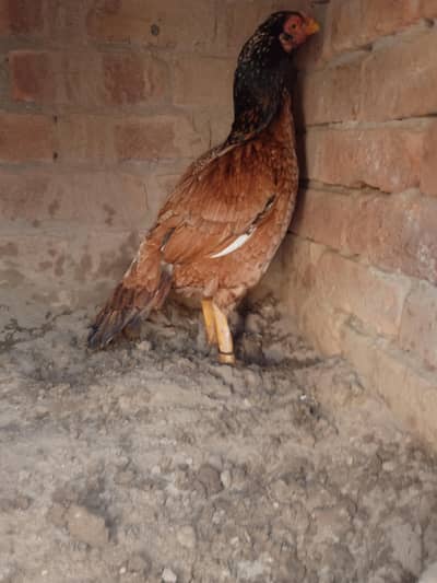 peeli maadi
