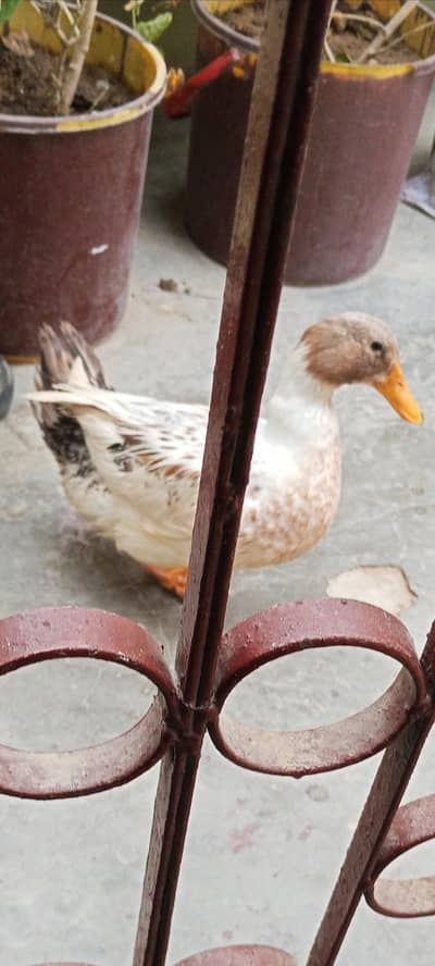 duck for sale with iron cage