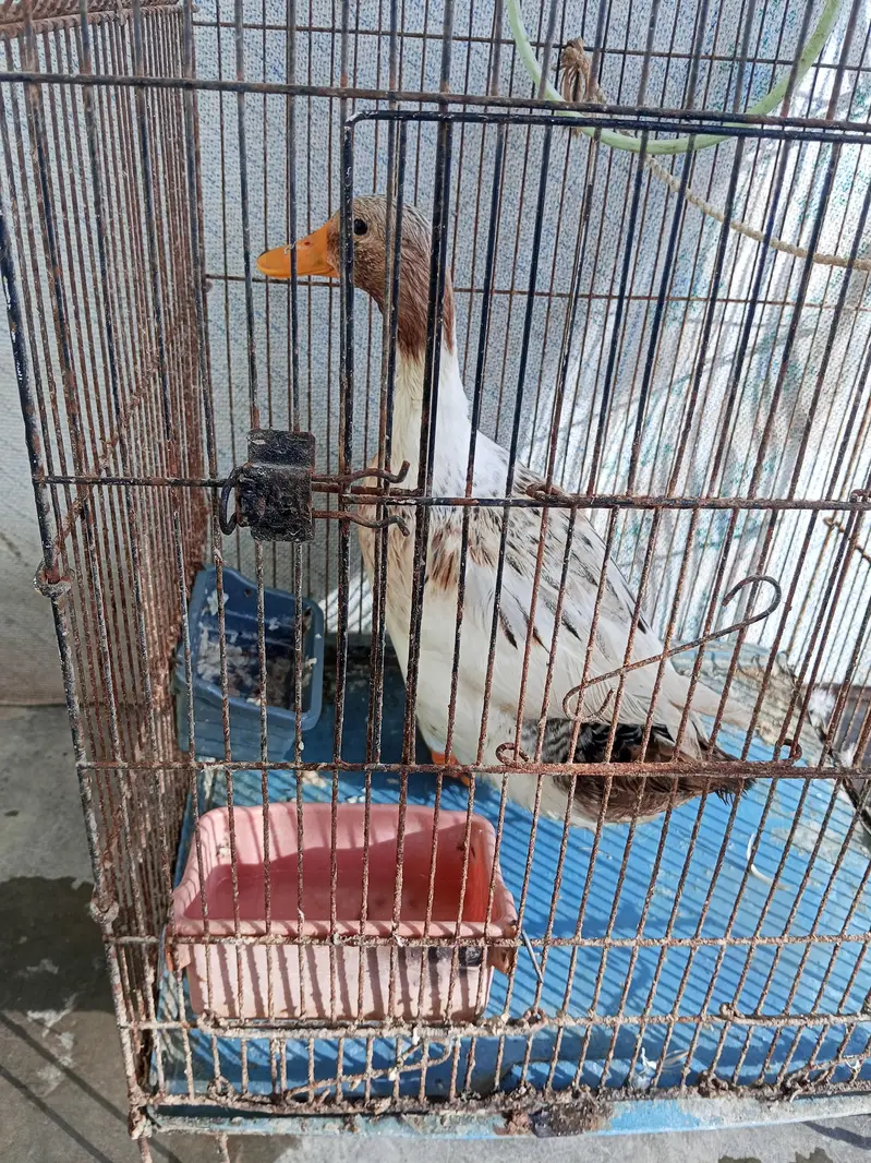 duck for sale with iron cage — photo 2