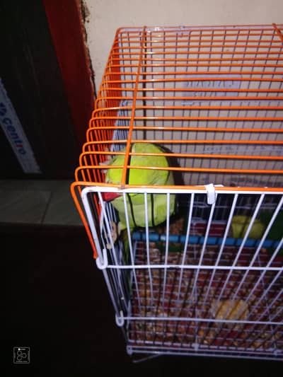 ring neck parrot