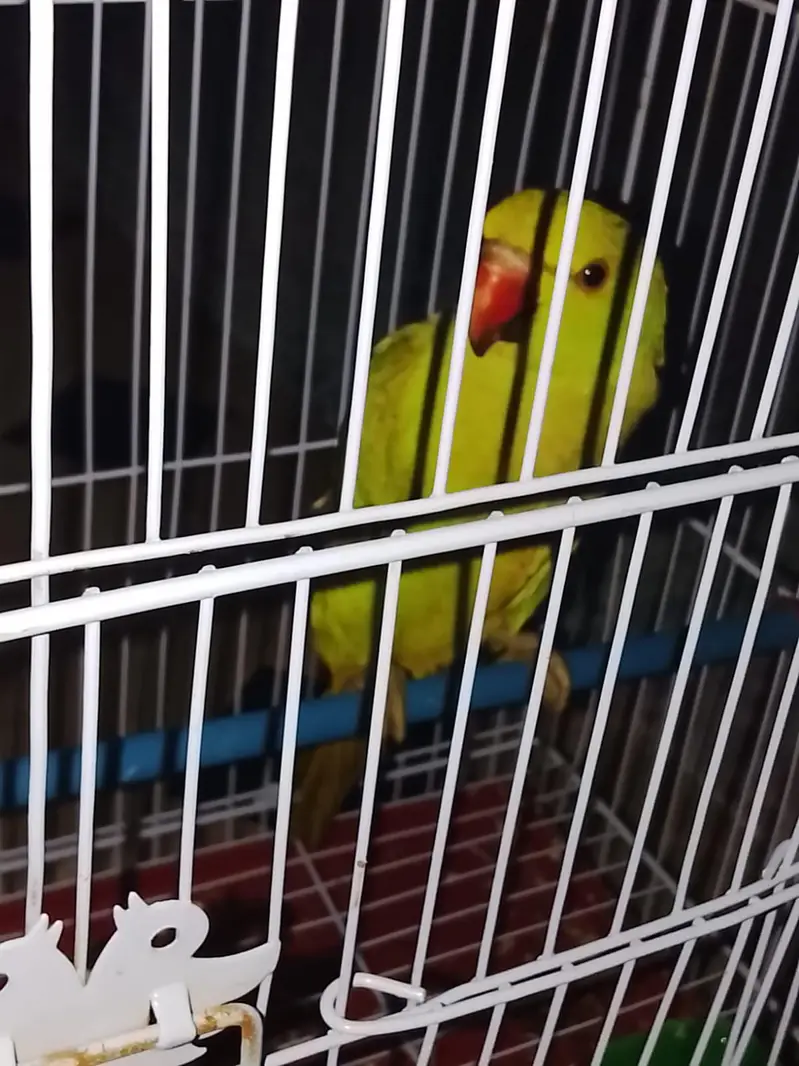 ring neck parrot — photo 2