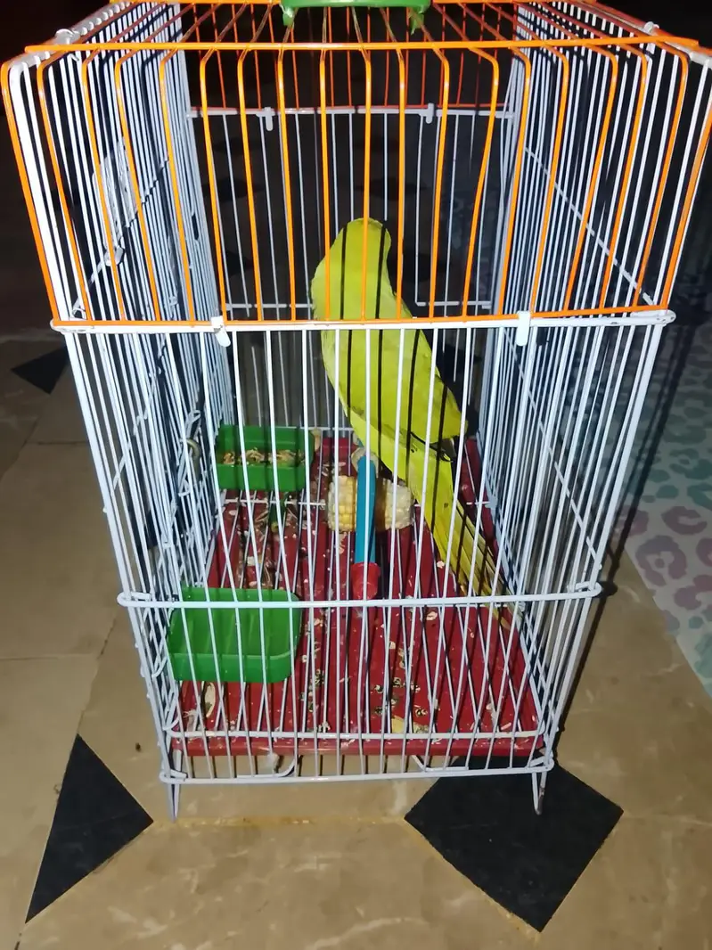 ring neck parrot — photo 3