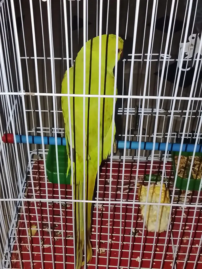ring neck parrot — photo 4