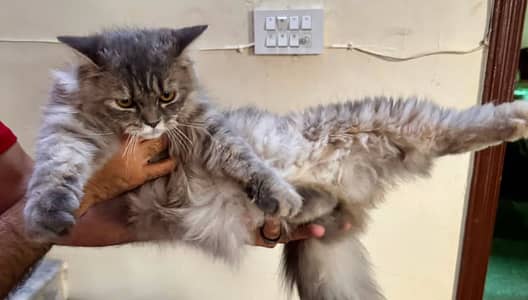 Persian cat for sale
