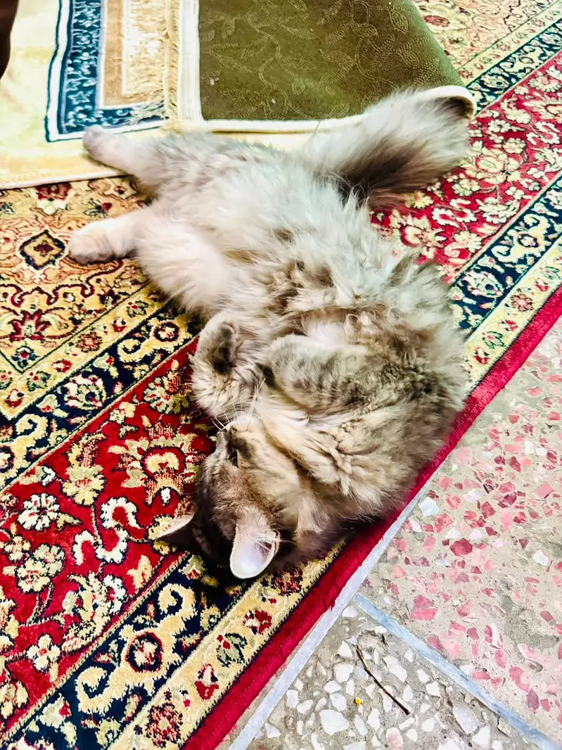Persian cat for sale — photo 3