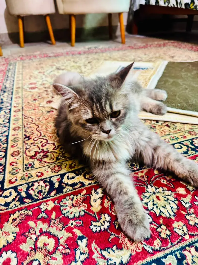 Persian cat for sale — photo 5