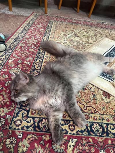 Persian cat for sale