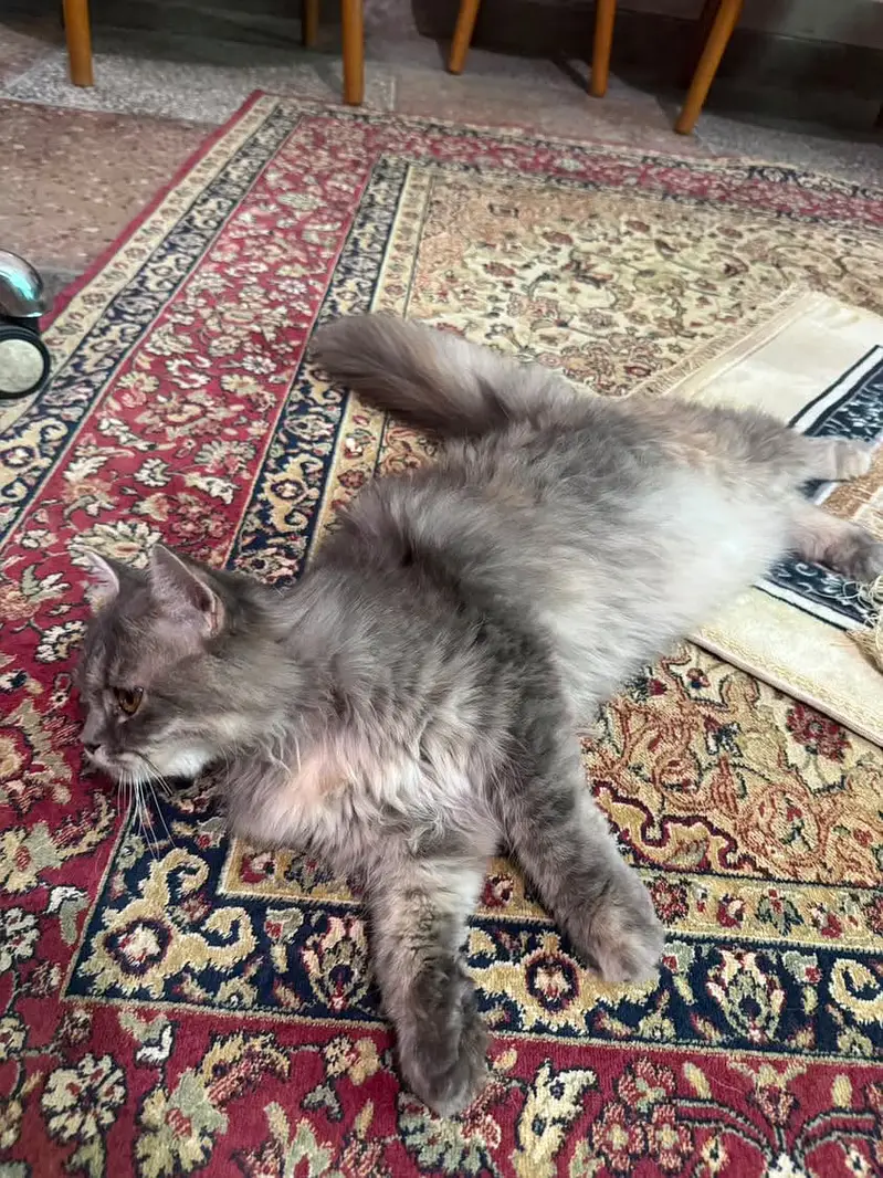 Persian cat for sale — photo 6