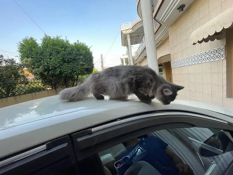Persian cat for sale — photo 7