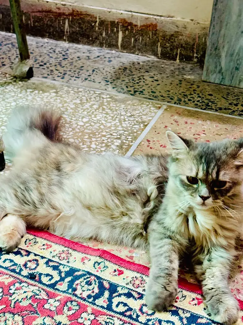 Persian cat for sale — photo 8