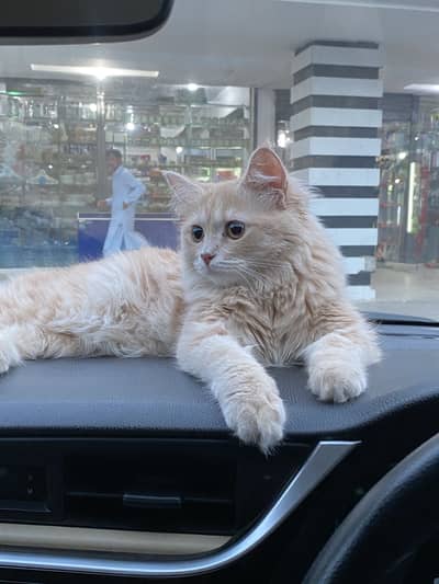 Doll face male cat for sale