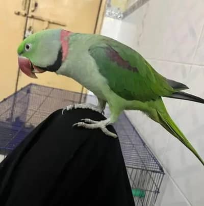 best takling bird for kids