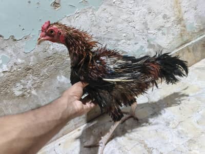 *Breed: Frizzle / Curly Feather Type*