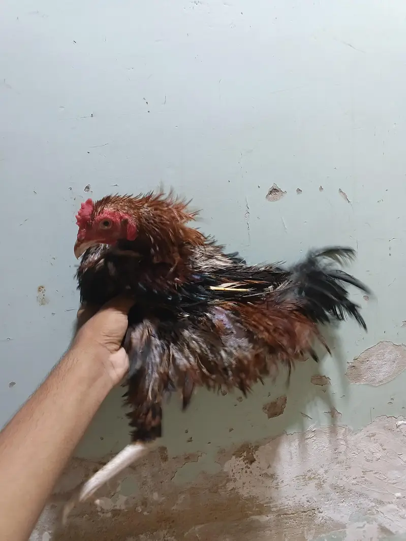 *Breed: Frizzle / Curly Feather Type* — photo 2