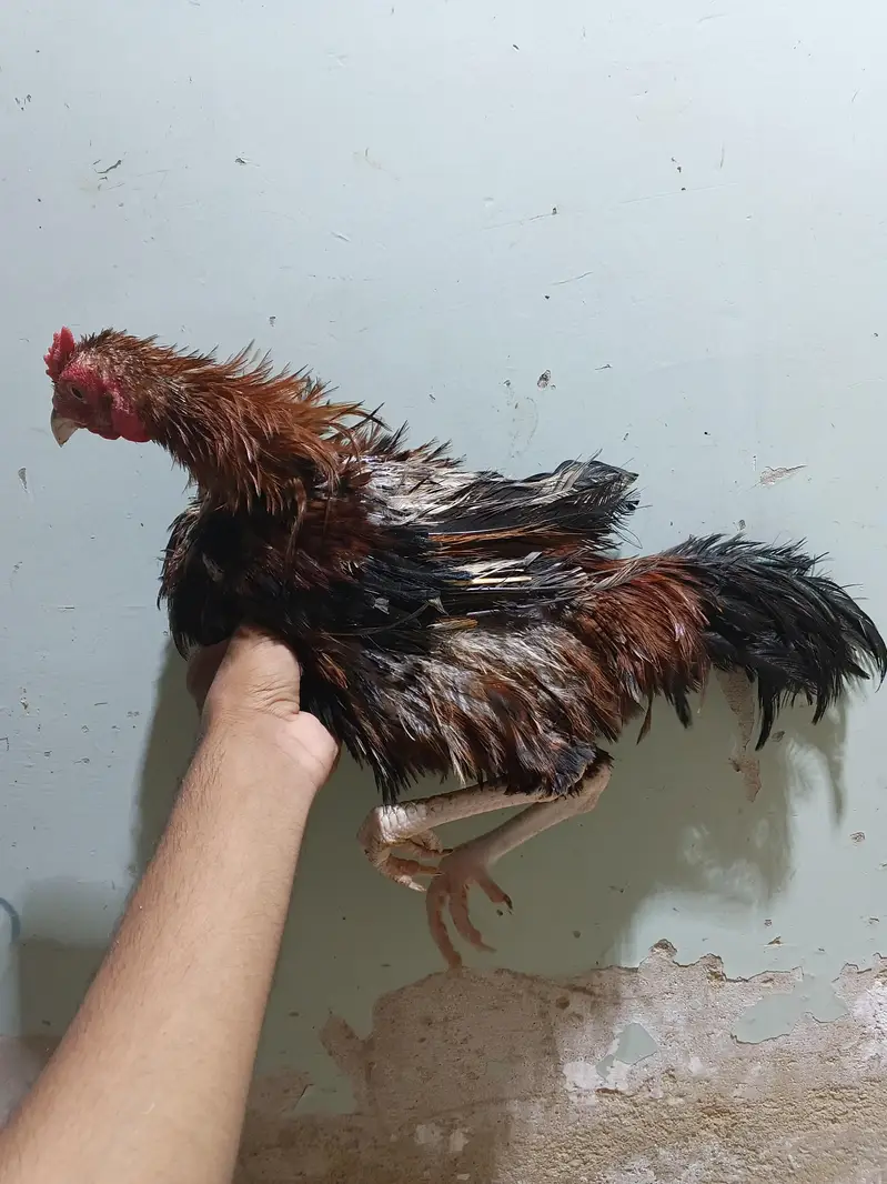 *Breed: Frizzle / Curly Feather Type* — photo 3