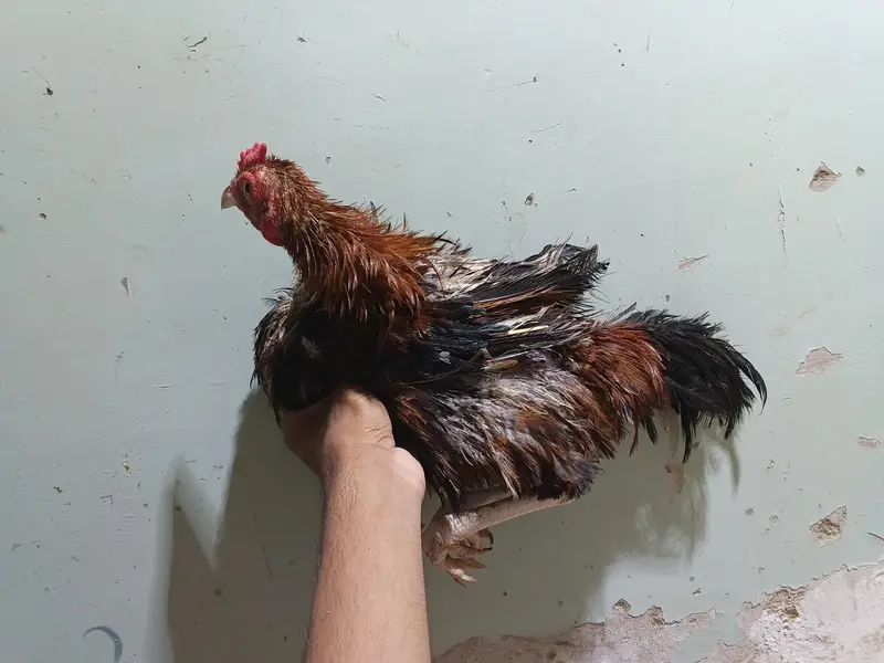 *Breed: Frizzle / Curly Feather Type* — photo 4