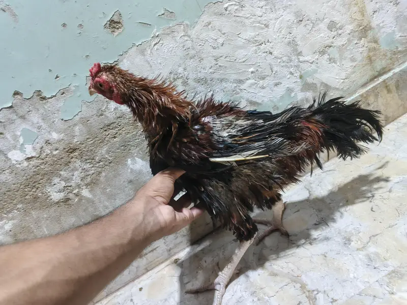*Breed: Frizzle / Curly Feather Type* — photo 5