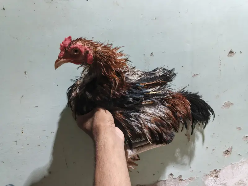 *Breed: Frizzle / Curly Feather Type* — photo 6