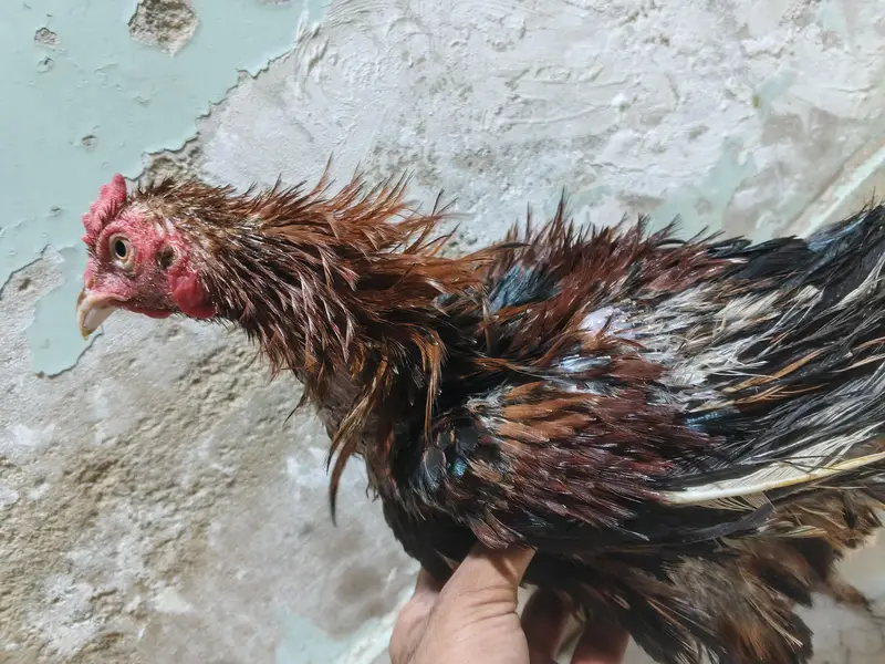 *Breed: Frizzle / Curly Feather Type* — photo 7