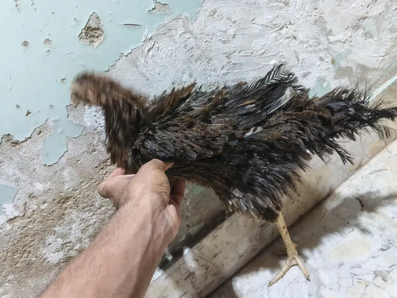 *Breed: Frizzle / Curly Feather Type* — photo 8