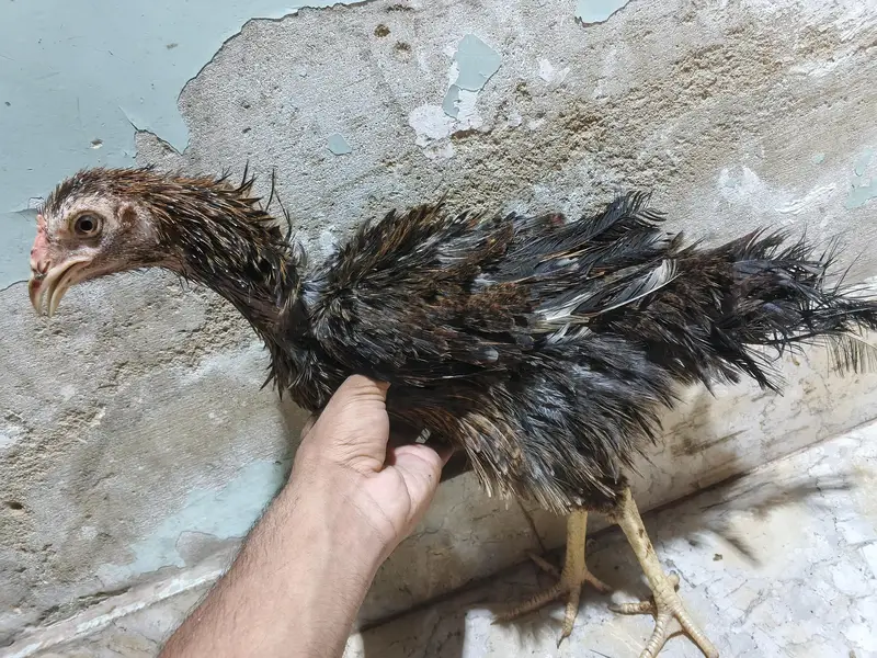 *Breed: Frizzle / Curly Feather Type* — photo 9
