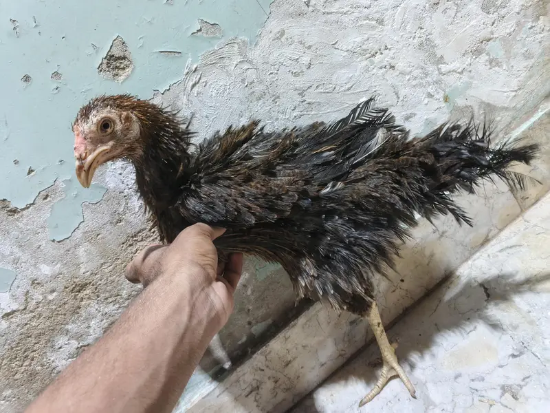 *Breed: Frizzle / Curly Feather Type* — photo 10