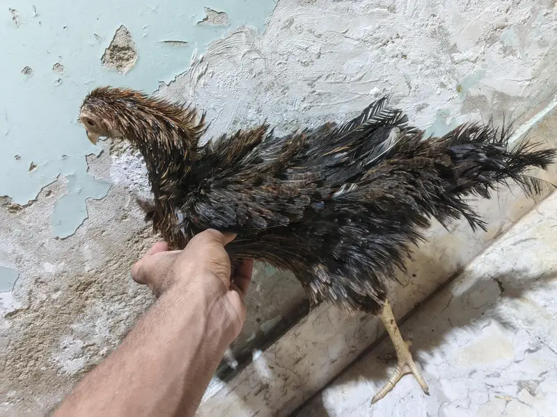*Breed: Frizzle / Curly Feather Type* — photo 11