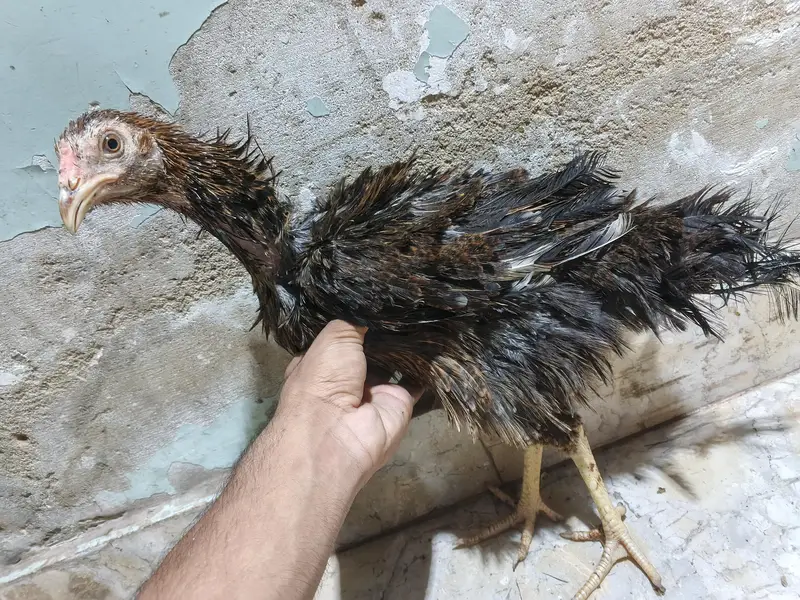 *Breed: Frizzle / Curly Feather Type* — photo 12